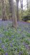 Image: Dale Abbeys Bluebell Wood