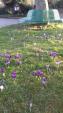 Image: Crocus on the Village Green